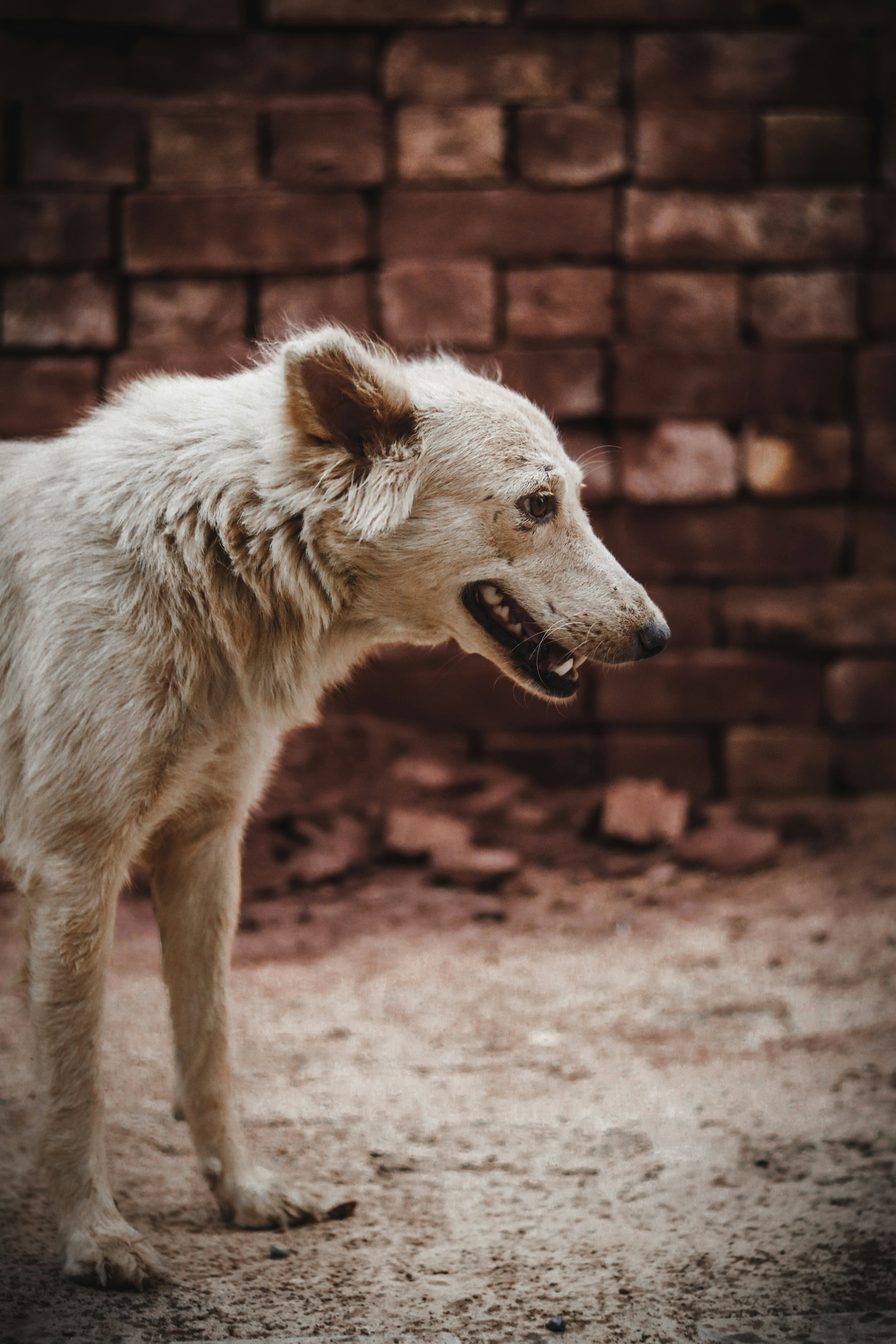 short-coated white dog on focus photography